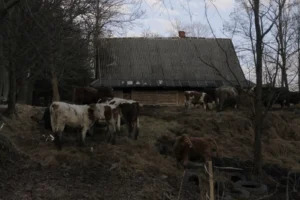 Fotografia z galerii "Beskid Niski".
