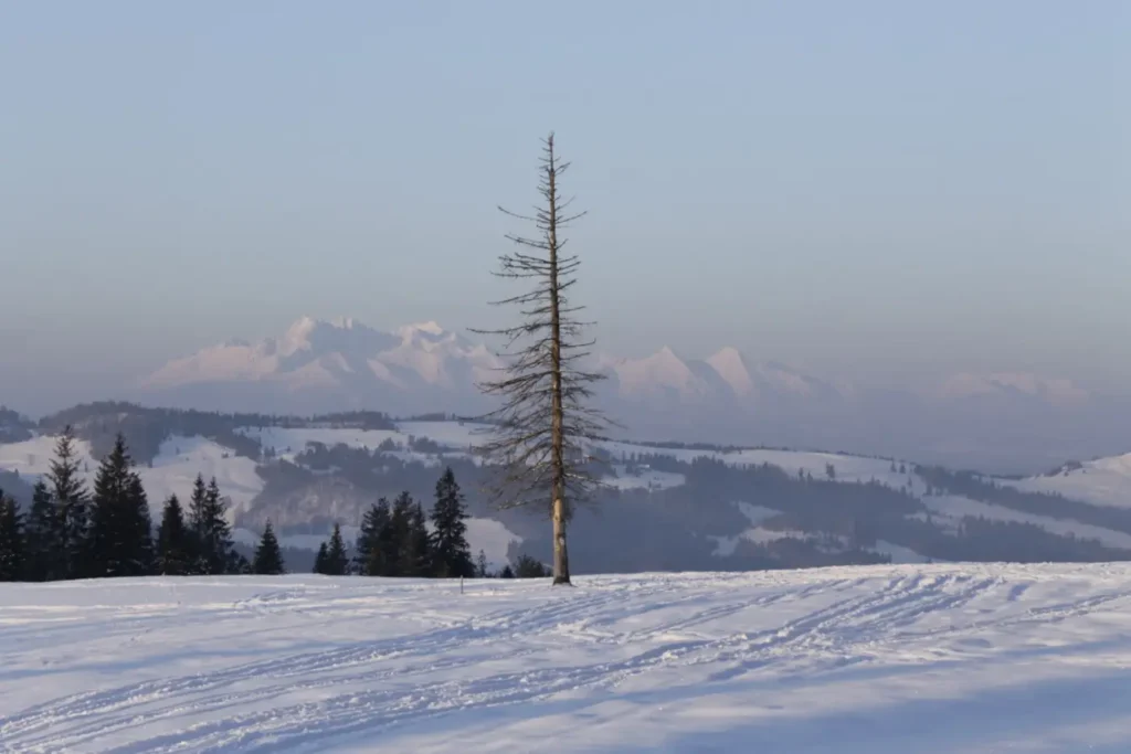 Fotografia z galerii "Beskid Sądecki".