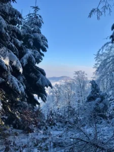 Ośnieżony las z widocznym w oddali górskim wzniesieniem.