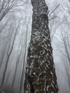 Fotografia związana z aktualnością „Kwietniowe Bieszczady”.