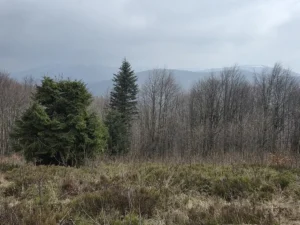 Fotografia związana z aktualnością „Kwietniowe Bieszczady”.