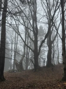 Fotografia związana z aktualnością „Kwietniowe Bieszczady”.